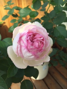 伊芙索菲亚 伊芙光 伊芙窈窕淑女 伊芙繁华都市 伊芙酒窖月季花苗