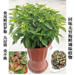 九层塔盆栽厨房食用香料薄荷植物潮汕金不换罗勒苗鱼香菜厨房驱蚊
