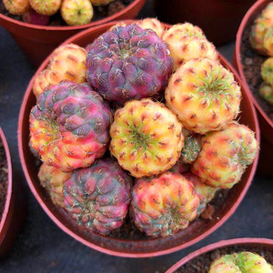 桑其拉的花园 红丽丸锦仙人球精品无刺萌球开花植物室内桌面盆栽