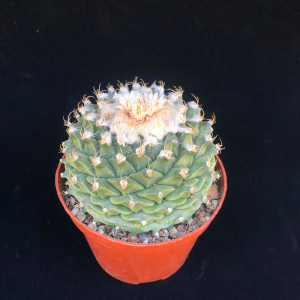 帝冠仙人球 精品四大名球之一 开花多肉植物室内防辐射桌面盆栽