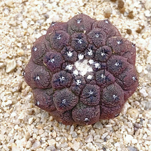 疣仙人蜥蜴皮仙人球 copiapoa lizard skin 稀有龙爪属无刺植物
