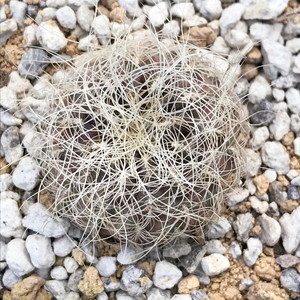 桑其拉 圣丽丝sulcorebutia patriciae 沟宝山属仙人球开大花植物