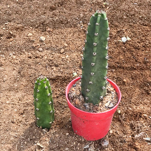 00tb0512460539淘宝三角柱嫁接蟹爪兰仙人球龙骨嫁接三棱箭令箭花