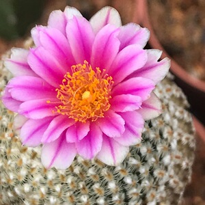 蔷薇丸仙人球精品无刺萌球多肉植物开花紫色超级美室内桌面小盆栽