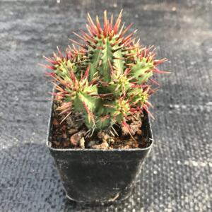 火麒麟群生大戟科多肉红彩阁实生仙人球开花植物室内绿植桌面盆栽