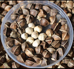 非洲进口野生精选辣木籽500克