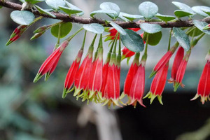 小叶五翅莓 庭院盆景绿植云南倒挂金钟深红树萝卜