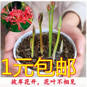 1元5颗包邮彼岸花种球曼珠沙华红花石蒜球根盆栽地栽绿化宿根植物