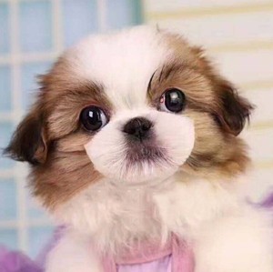 领养纯种蝴蝶犬幼犬宠物狗蝴蝶犬活体西施犬幼犬马幼犬宠物狗