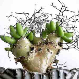 万物想 实生 tylecodon reticulatus 小苗 多肉植物块根.