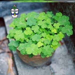 四叶草植物盆栽趣味绿植美观阳台办公桌窗台幸运草易养活花种子卉