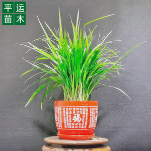 吉祥草绿叶盆栽四季常青植物小叶万年青吉祥如意草办公居家绿植