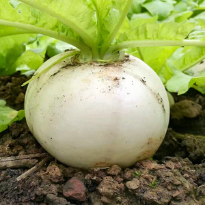 春不老萝卜种籽糖晶萝卜种子圆白大萝卜四季特大白皮秋季菜种孑