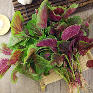 港种汉菜满身红圆叶苋菜种子红叶白黄籽种四季孑春夏蔬菜苗菜种籽