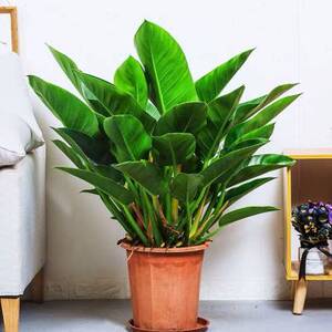 绿钻盆栽花卉植物