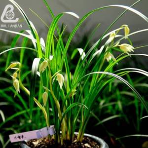 大雪素兰花 云南莲瓣兰 大理大素馨 高杆高种宽叶全素白色兰花