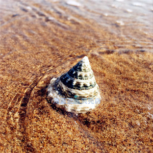 天然小海螺贝壳2.5-3.5cm绿塔螺鱼缸造景摆件迷你标本收藏礼品diy