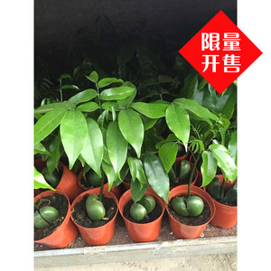盆栽花卉 植物绿元宝 招财进宝 吸辐射 桌面盆景 元宝树 开心果