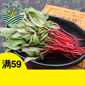 甜菜苗 食用摆盘牛皮菜 新鲜苗菜红甜菜芽苗蔬菜西餐西餐食材配送