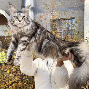 缅因猫幼猫纯种巨型缅因库恩猫赛级烟灰银虎猫活体宠物猫咪活物