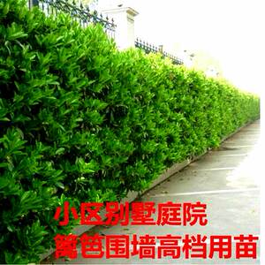法国冬青树苗篱笆围墙北海道冬青庭院围栏植物大叶黄杨苗长青苗木