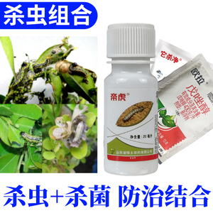 瓜子黄杨大小叶黄杨杀虫剂卷叶螟绢野螟尺蠖杀虫药叶斑枯杀菌组合