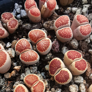 19更新 菊纹章小双头母本3.5年生石花一物一拍