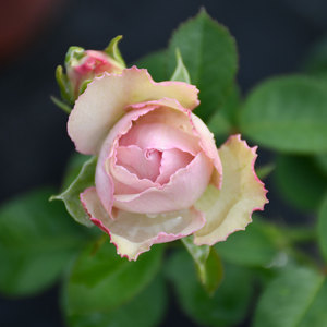 新品阳台微月银色蕾丝月季花四季庭院盆栽大花玫瑰花卉小苗