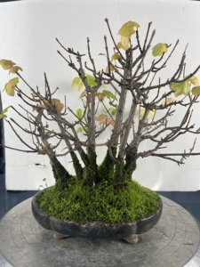 00盆景艺术在线淘宝盆景艺术在线 日本宫祥枫2人付款38.