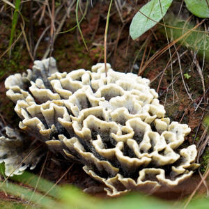 干巴菌云彩菌云南省楚雄彝族自治州武定县产地纯野生下山干巴菌