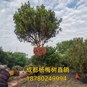 杨梅树大树乔木工程园林绿化树成都基地南方地栽带土球挖树杨梅