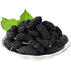 现摘现发新鲜桑葚2斤无沙免洗特级黑桑椹果时令孕妇水果非桑葚干