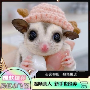网红蜜袋鼯活体蜜袋鼬活物幼崽白脸马赛克宝宝网红小飞鼠宠物袋鼠
