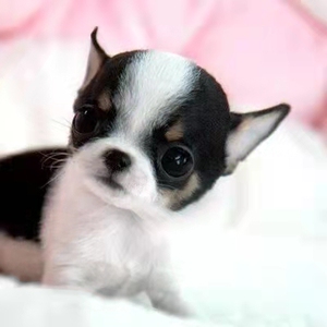 苹果脸吉娃娃幼犬纯种茶杯犬铁包金黄黑白花色小型犬宠物狗小鹿犬