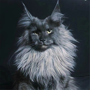 俄罗斯巨型缅因猫烟灰色银虎斑棕虎斑纯白黑色长毛猫挪威森林幼猫