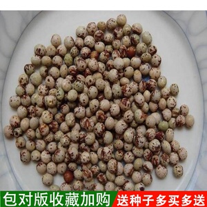 新采木豆树种子多年生木本植物直立灌木药材种籽