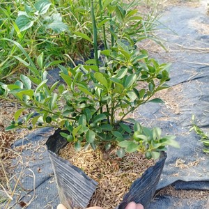 yss990淘宝日本小叶金豆盆景植物熟桩带果金橘树老桩客厅盆栽一物一