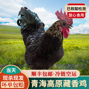 青海正宗散养藏香鸡土鸡走地鸡1整只孕妇月子鸡炖汤食材 顺丰包邮