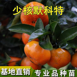 w默科特柑橘