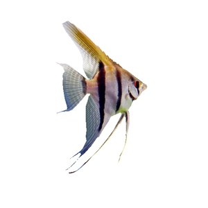 墨燕鱼黑神仙鱼