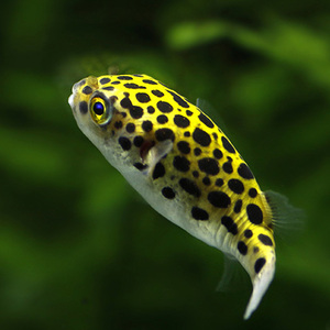 刺豚活鱼小河豚观赏鱼宠物淡水热带鱼小型会生气的鱼呆萌可爱活体