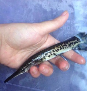 活体宠物鱼热带鱼大型凶猛鳄雀鳝尖嘴鳄观赏鱼淡水鱼好养活福鳄