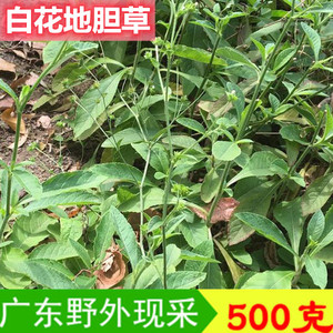 新鲜野外原生白花地胆草500克大号牛契埔地斩头毛地胆草敷血管疮