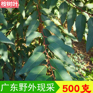 新鲜桉树叶中草药材蜜袋鼯食物现摘 大叶桉树叶小儿泡澡痒湿500g