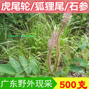 野外生长新鲜虎尾轮草狐狸猫尾射根晒干石参中草药材炖煲汤料干货