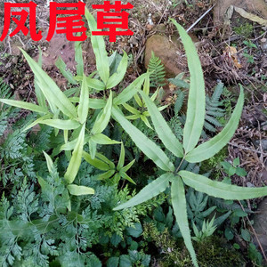 新鲜野外凤尾草鸡脚草鸡爪井栏边风尾草蕨中药材干货深山现采泡茶