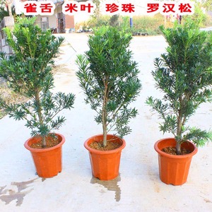 小叶雀舌罗汉松苗_小叶雀舌罗汉松苗价格_小叶雀舌苗图片