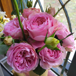 小苗|虞城园艺 灌木月季 四心 粉色淡香切花大花不垂头四季开花