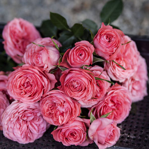 szkbb淘宝妮可柯德娜德国科德娜系列欧月微月月季花阳台盆栽玫瑰