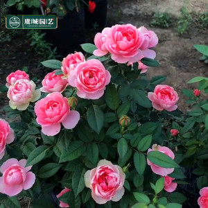 中苗|虞城园艺 微型月季闪耀珠宝月季玫红色多头丰花四季开花耐热